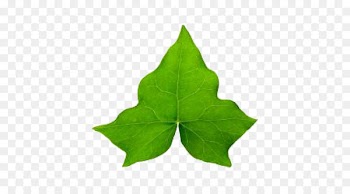 Common ivy Hedera hibernica Leaf Vine Clip art - A ivy leaf 