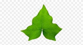 Common Ivy Hedera Hibernica Leaf Vine Clip Art - Common Ivy Hedera Hibernica Leaf Vine Clip Art