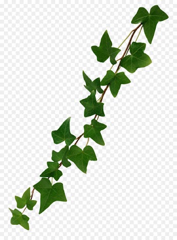Common ivy Stock photography Vine Clip art - ivy 