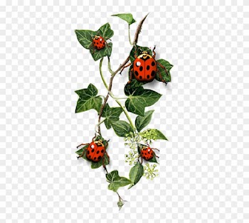 Common Ivy Tattoo Idea Landscape Design - Common Ivy Tattoo Idea Landscape Design
