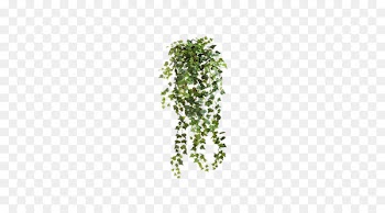 Common ivy Vine Clip art - Fluffy decorative fence ivy 
