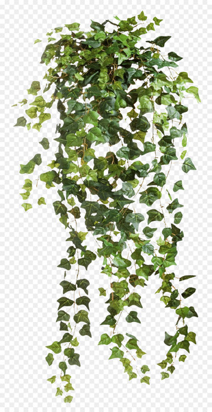 Common ivy Vine - Creative Valentine's Day 