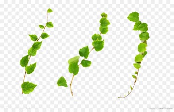 Common ivy Vine Plant Stock photography - Vines are available for free download 