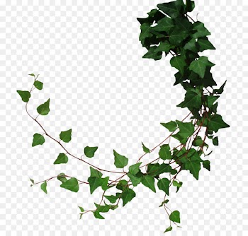 Common ivy Vine Portable Network Graphics Clip art Borders and Frames - tree 