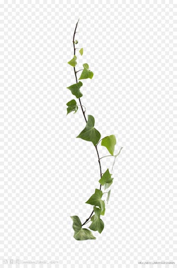 Common ivy Virginia creeper Vine Leaf Plant - Vines are available for free download 