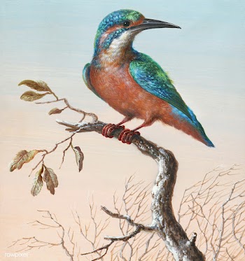 Common Kingfisher bird painting | Free public domain illustration - 2228652