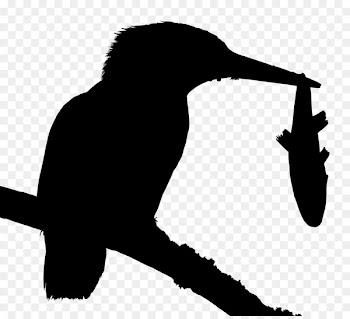 Common kingfisher Fotosearch Stock photography Image -  