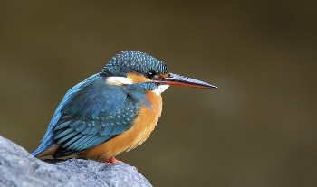 Common kingfisher in Japan. Original | Free Photo - rawpixel