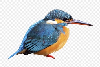 Common kingfisher png, blue bird, | Free PNG - rawpixel