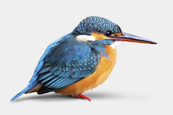 Common kingfisher sticker, bird design | Free PSD - rawpixel