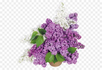 Common lilac Flower bouquet Wallpaper - flower pot 