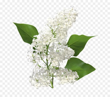Common Lilac, Lilac, Garden, Flower, Plant PNG