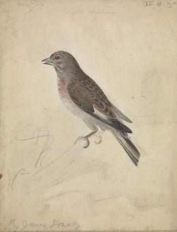 Common Linnet | Free Photo - rawpixel