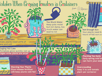 Common Mistakes Growing Tomatoes in Containers