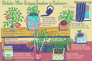 Common Mistakes Growing Tomatoes in Containers