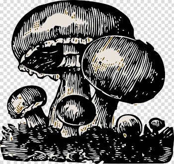 Common mushroom Edible mushroom , mushroom,sketch,Black and white transparent background PNG clipart