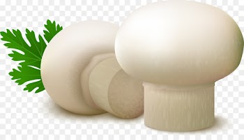 Common mushroom Food Fungus - White delicious mushroom 