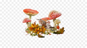 Common mushroom Shiitake Edible mushroom Drawing - mushroom 