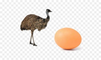 Common ostrich Bird Emu Cassowary Duck - Brown ostrich eggs 