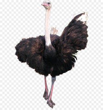 Common ostrich Bird Emu - Ostrich PNG 