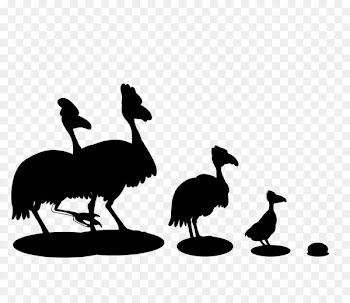 Common ostrich Emu Clip art Fauna Beak -  