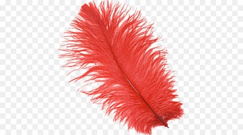 Common ostrich Feather boa Bird Plume - Red feathers float down 