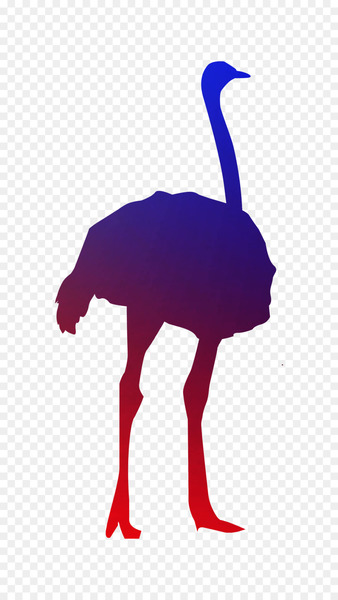 Common ostrich Traffic sign Road signs in Australia Ribbon -  