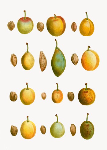 Common plum types | Free stock vector - 569099