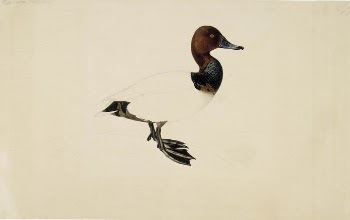 Common pochard, 1844, Wilhelm von | Free Photo - rawpixel