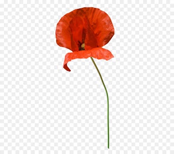 Common poppy Clip art Portable Network Graphics Image - coquelicot insignia 