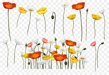 Common poppy Flower Painting Papaver somniferum - flower 