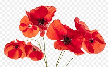Common poppy Flower Remembrance poppy - poppies 
