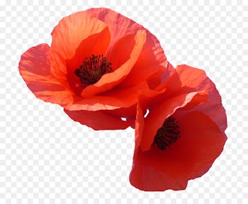 Common poppy Portable Network Graphics Favorite Flowers Clip art -  