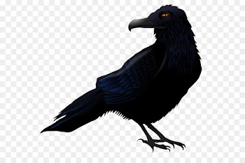 Common raven Bird Clip art - Haunted Raven PNG Vector Clipart 