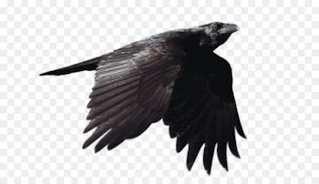 Common raven Bird Portable Network Graphics Clip art Image - bird 