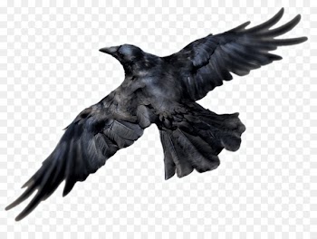 Common Raven, Computer Icons, Crow, Raven, Bird PNG