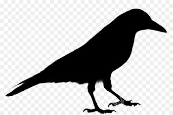 Common raven Crow Clip art Vector graphics Bird -  