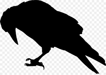 Common Raven, Crow, Silhouette, Beak, Bird PNG