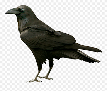 Common Raven The Bird Silhouette Clip Art - Crow Transparent - Png ...