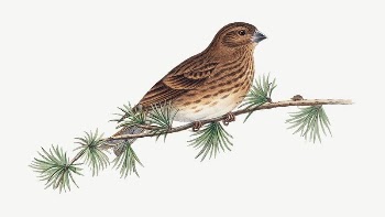 Common Rose Finch bird, vintage | Free PSD Illustration - rawpixel