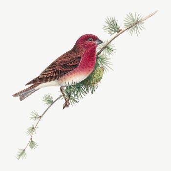 Common Rose Finch bird, vintage | Free PSD Illustration - rawpixel