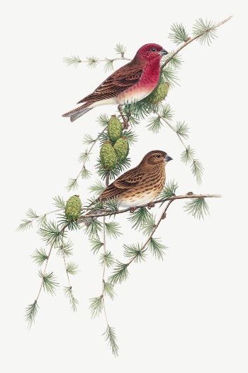 Common Rose Finch bird, vintage | Free PSD Illustration - rawpixel