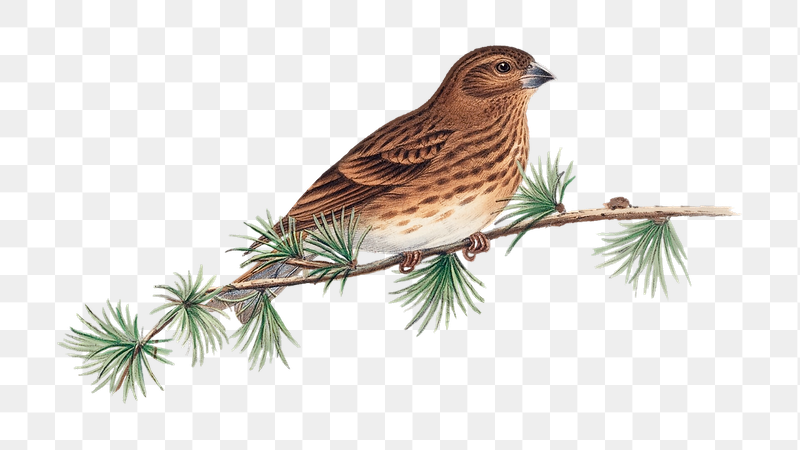Common Rose Finch png bird | Free PNG Illustration - rawpixel