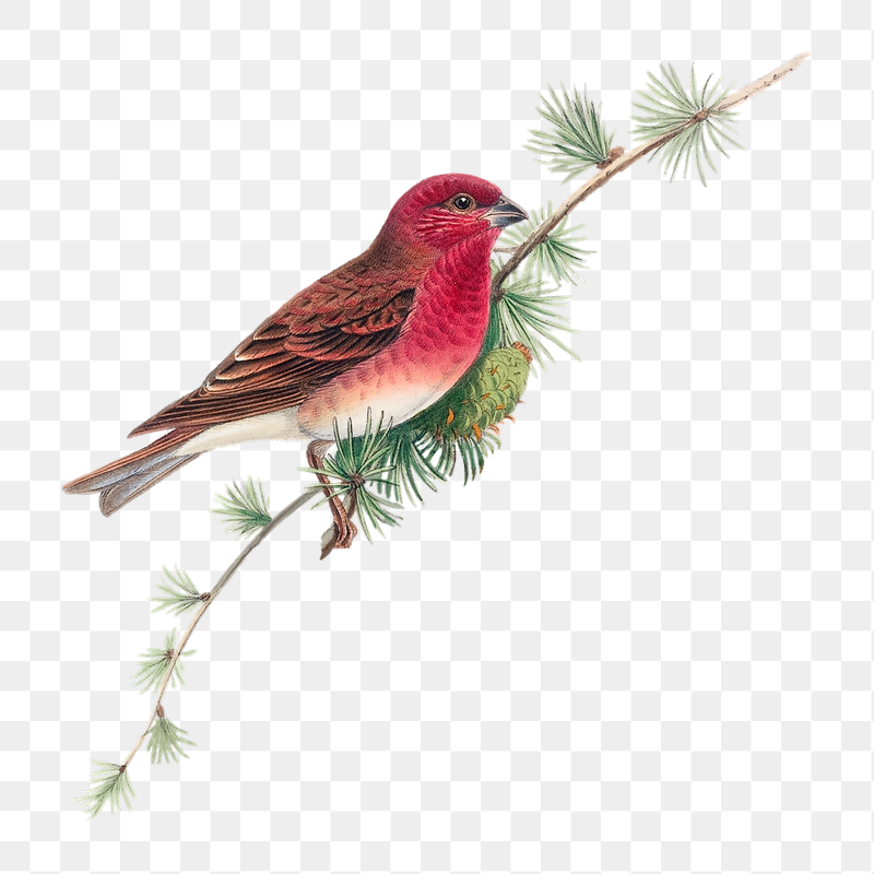 Common Rose Finch png bird | Free PNG Illustration - rawpixel