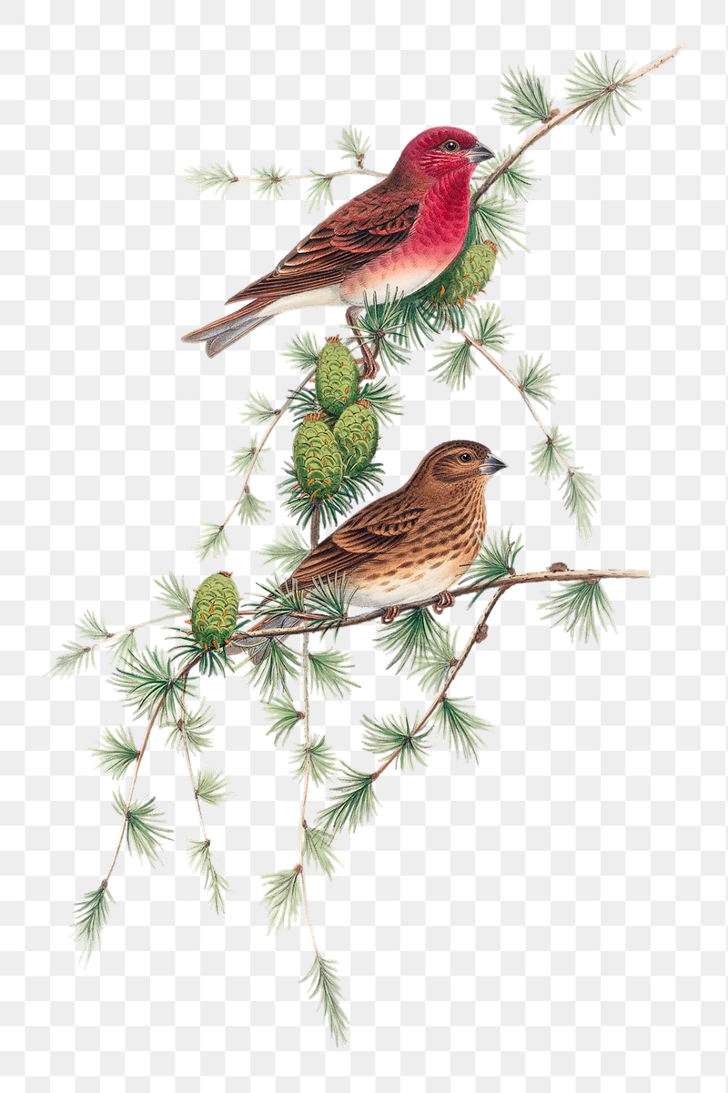 Common Rose Finch png bird | Free PNG Illustration - rawpixel