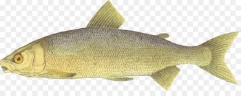 Common rudd The Sportsman and Naturalist in Canada: Or Notes on the Natural History of the Game, Game Birds, and Fish of that Country Whitefish Oily fish Clip art - fishing nets 