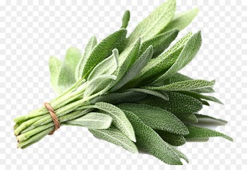 Common sage Organic food Herb Vegetable Summer savory - vegetable 