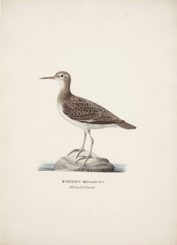 Common sandpiper, 1828 - 1838, | Free Photo - rawpixel