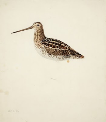 Common snipe ; unfinished, 1841, | Free Photo - rawpixel