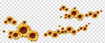 Common sunflower Animation , sunflower transparent background PNG clipart